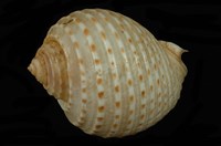 藏品(花點鶉螺)的圖片